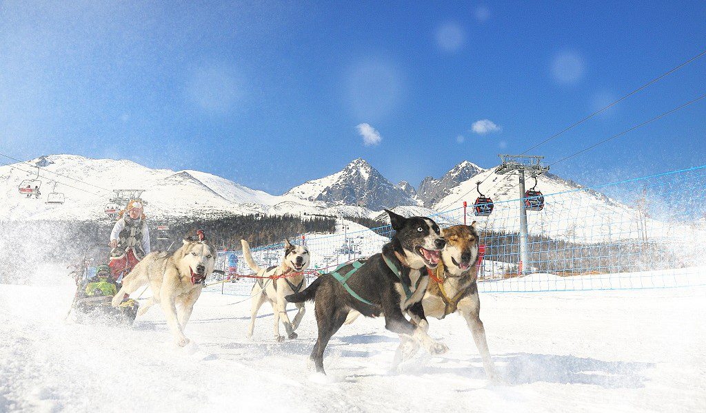 Dog sledding (Image: Marek Hajkovsky)